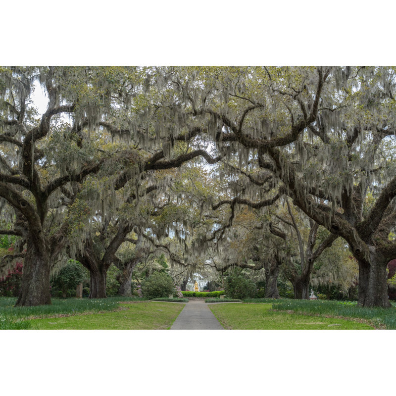 Brookgreen Gardens - Wrapped Canvas Print, 81cm H x 122cm W x 3.8cm D