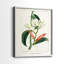 Reproduction encadrée Turpin Tropical Botanicals IX-Premium - prête à être accrochée-1420657868-1420657857