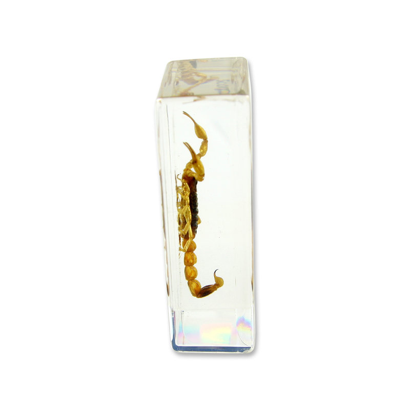 Presse-papier à Scorpion privette
