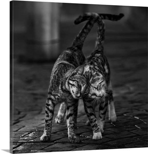 Alleycats in Love, reproduction de photo sur toile, H 16 po x l 16 po