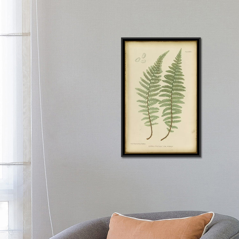 «Lastrea Filix», impression sur toile, H 26 po x l 18 po x P 1,5 po, Toile avec cadre noir, Pas de tapis