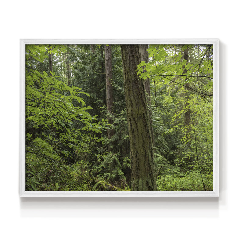Calm of the Forest - Reproduction encadrée - Restickable, H 8 po x l 10 po, Blanc