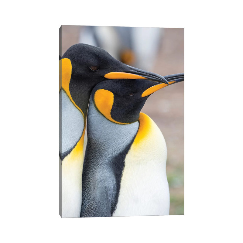 Courtship Display. King Penguin On Falkland Islands. by Martin Zwick - Wrapped Canvas Gallery-Wrapped Canvas Giclée