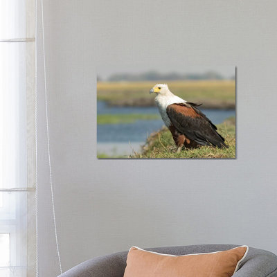 Africa, Botswana, Chobe National Park. Close-up Of Fish Eagle On Grass. by Jaynes Gallery - Wrapped Canvas Print