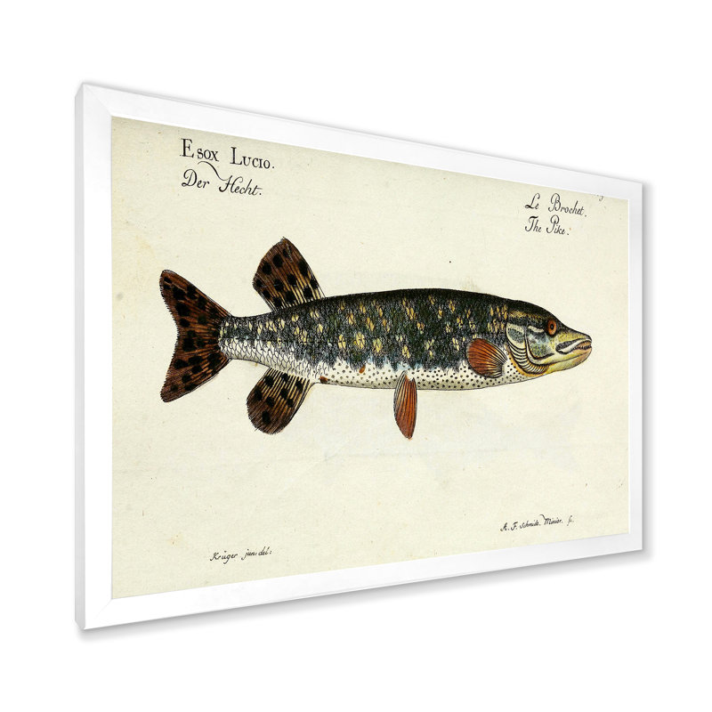 " Portrait Of A Green Fish In The Water " Painting Print, White Picture Frame, 30" H x 40" W x 1.5" D