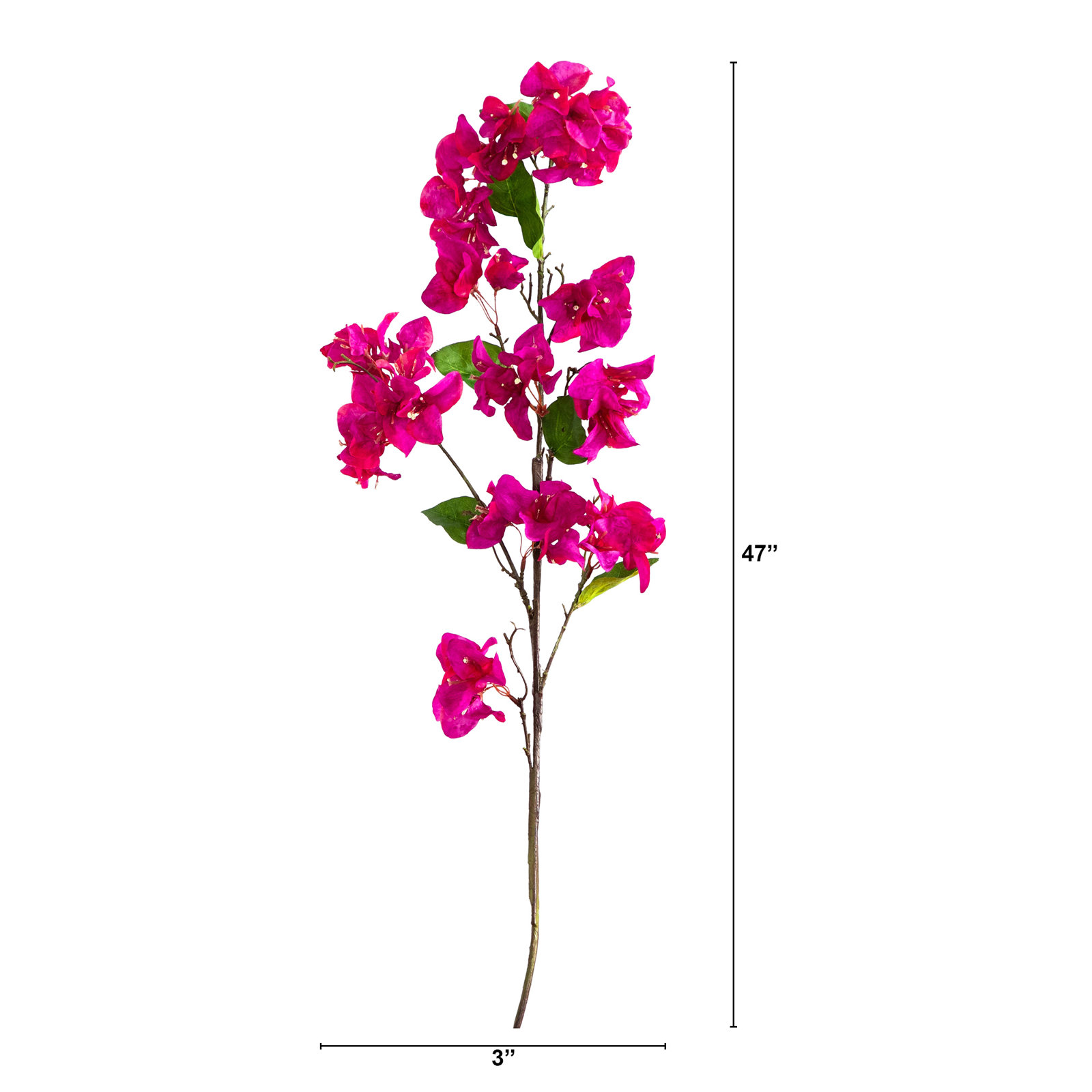 Bougainvillea Floral Stems, Purple