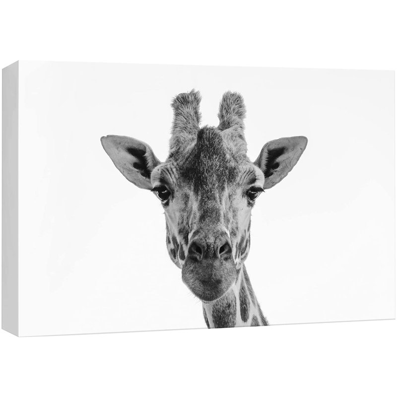 Girafe, gros plan, portrait, animaux, faune, noir et blanc, gris, froid, H 12 po x l 18 po