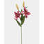 White Stargazer Lily 29"-1898084172-1898084174