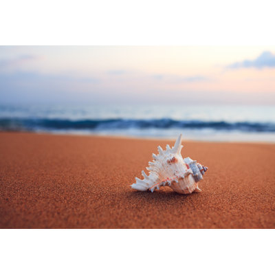 Shell on The Beach by Borchee