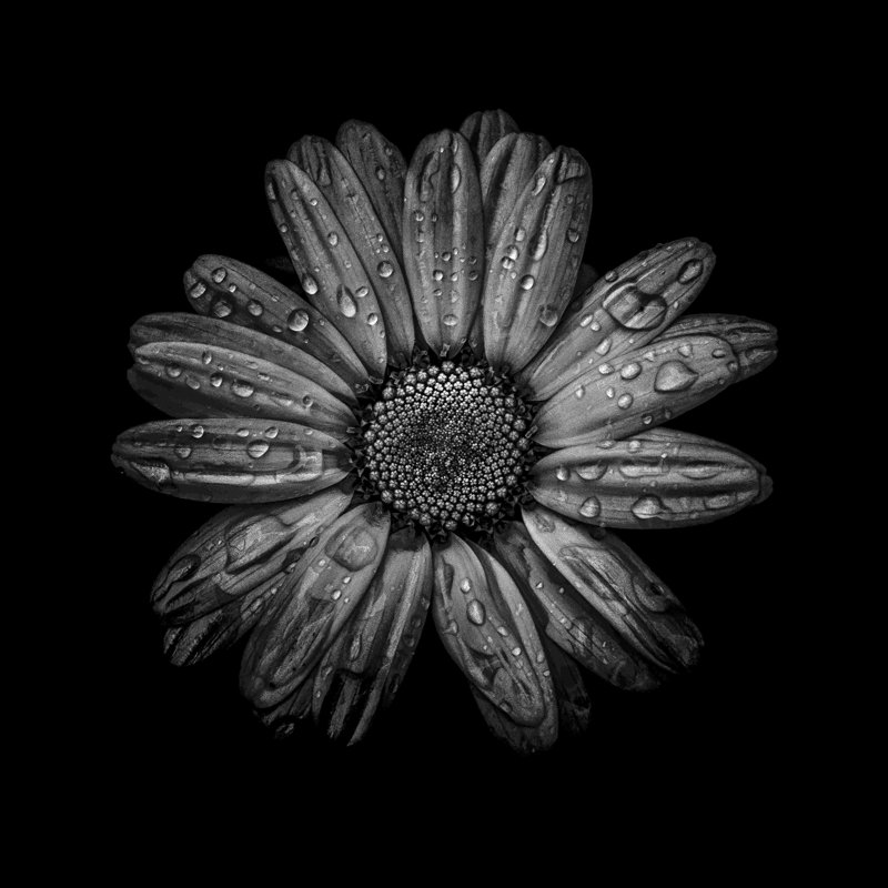 «Black and White Daisy IV» - peinture sur toile tendue, H 36 po x l 36 po