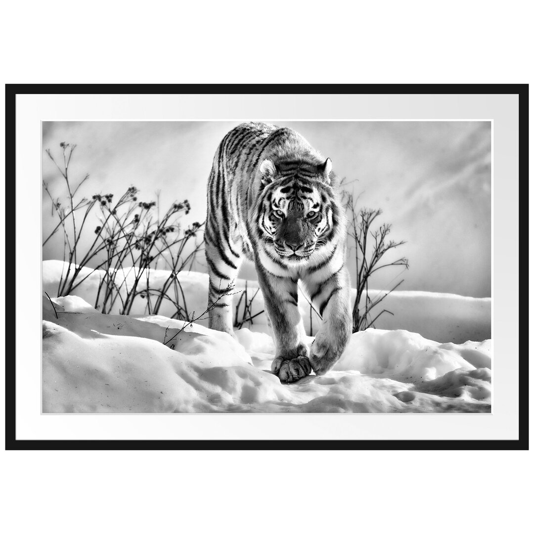 Gerahmtes Poster Tiger, Schnee