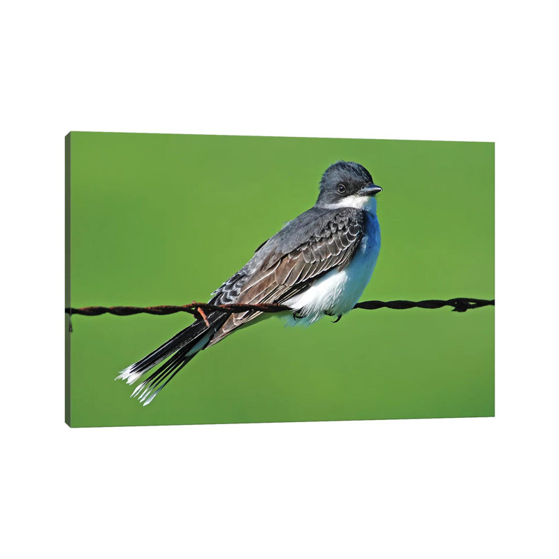 Eastern Kingbird by Brian Wolf - Wrapped Canvas Print, 30.48cm H x 45.72cm W x 1.91cm D