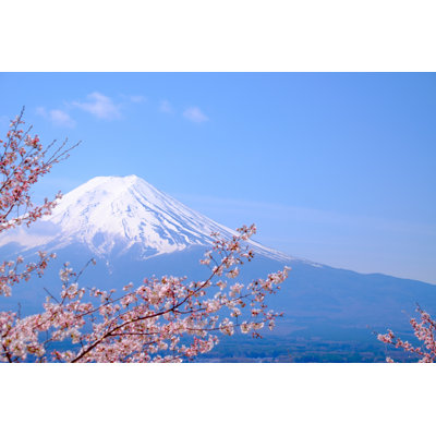 Faolan " Beautiful Cherry Blossoms "