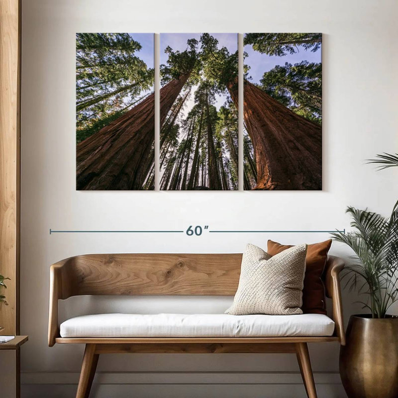 Sequoias From Below, 32" H x 50" W