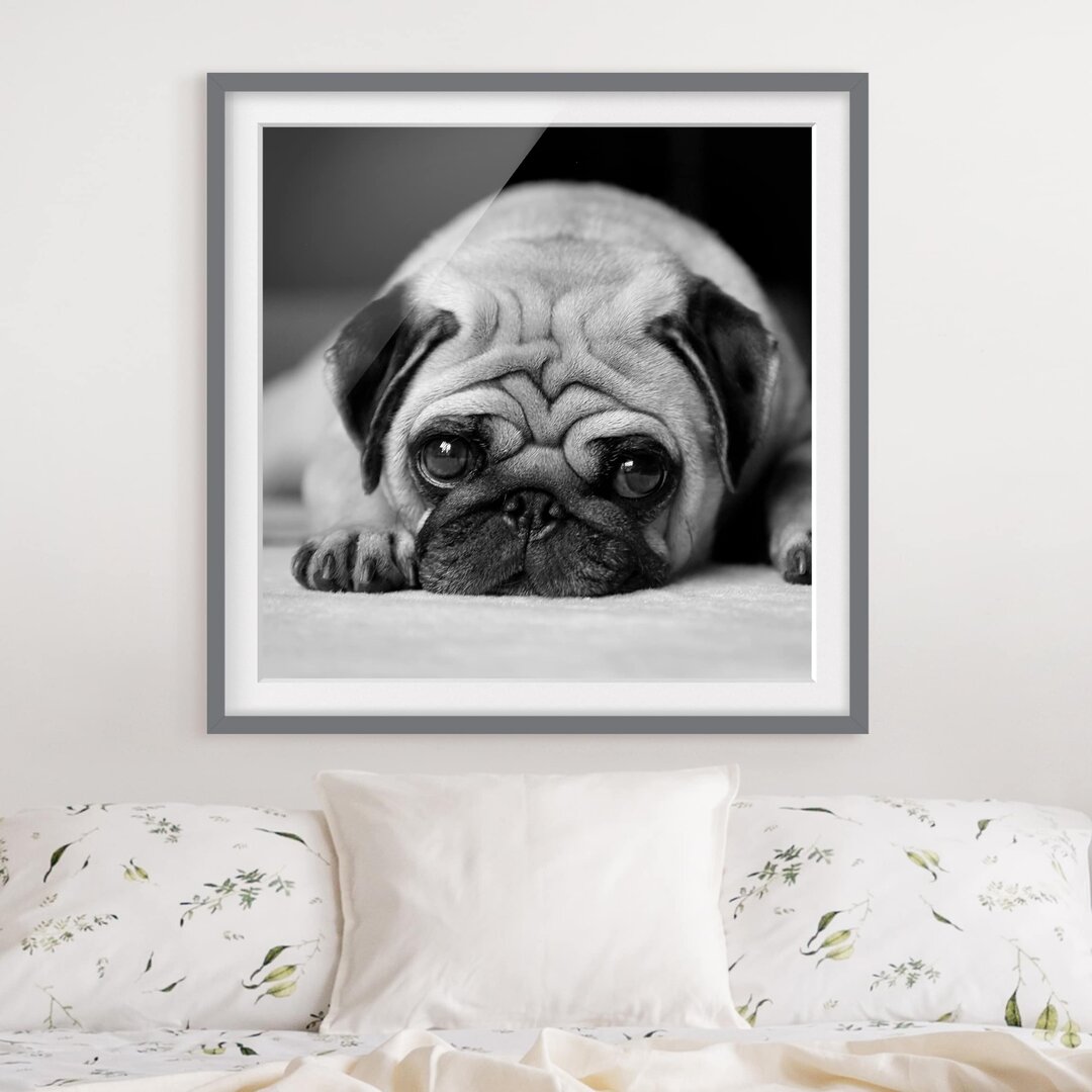 Gerahmter Fotodruck Pug Loves You II