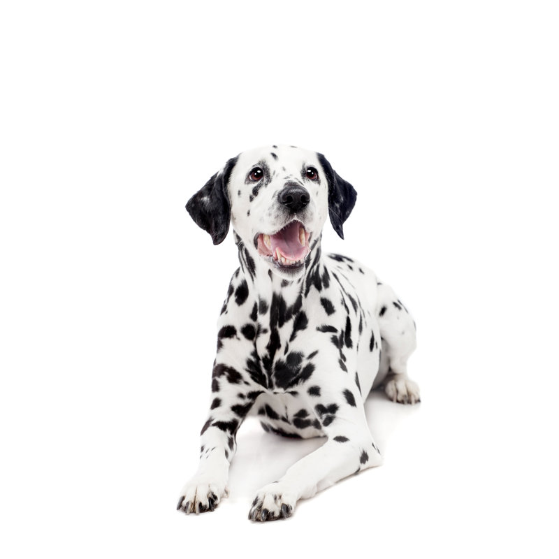 Mayzie Dalmatian Dog - Wrapped Canvas Print, 46cm H x 30cm W x 3.8cm D