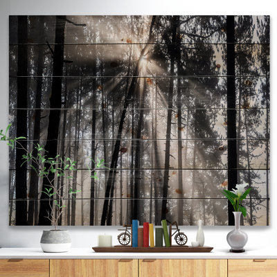 «Sunbeam Through Black White Forest», photographie