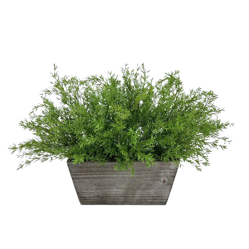 Fausse fougère asperge en mini rebord en bois gris, Gris