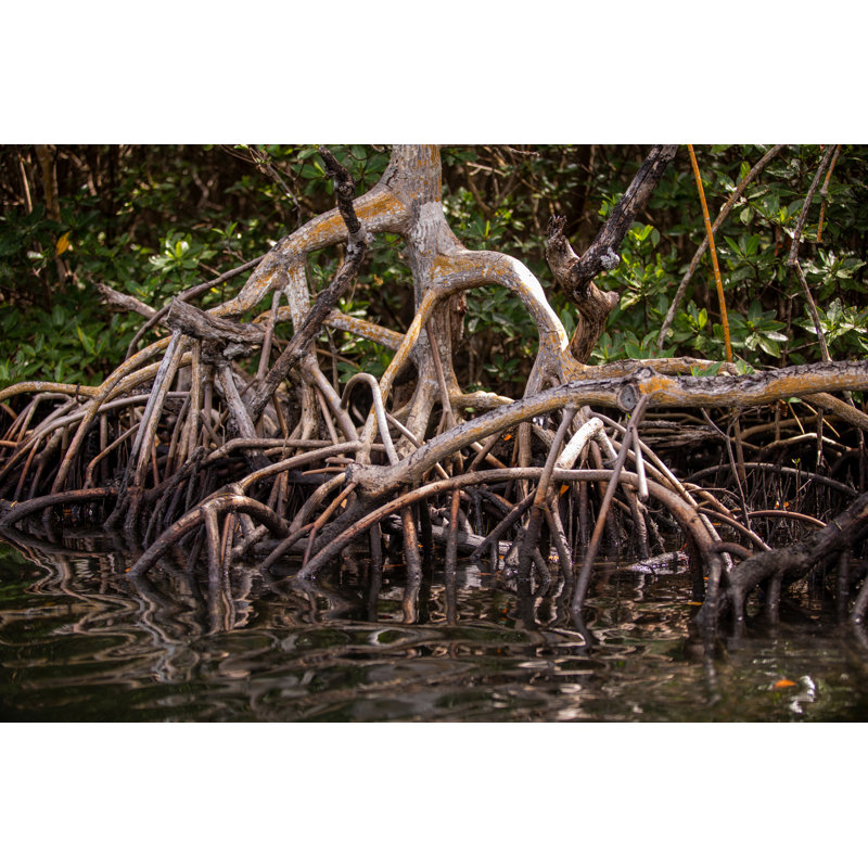 «Kusiak Mangrove Roots On Canvas» par Aaron Matheson, reproduction, H 8 po x l 12 po