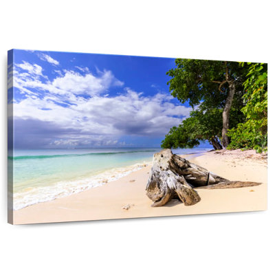 Paynes Bay Gillard Driftwood