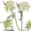 33 po Wild Dill -1584546370
