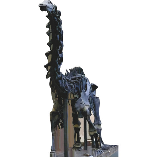 SP13503 Brontosaurus squelette ère de dinosaure à long cou en carton découpé debout