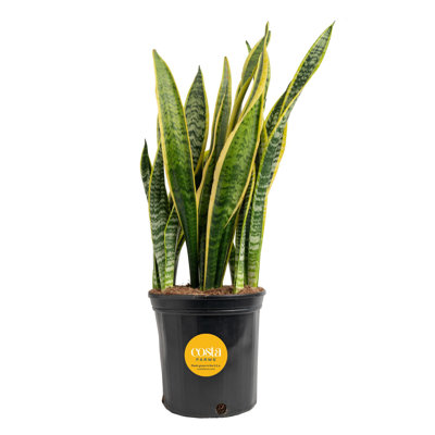 Snake Plant in Nursery Pot
