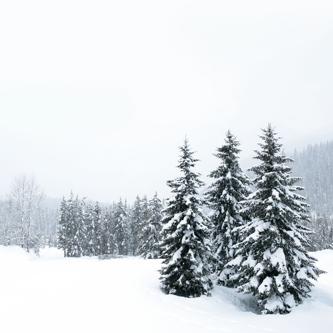 Winterwald-Schneesturm von Sharplydone - Leinwandbild