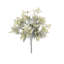 Dusty Miller Bush