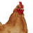 14"H Indoor/Outdoor Standing Hen Statue