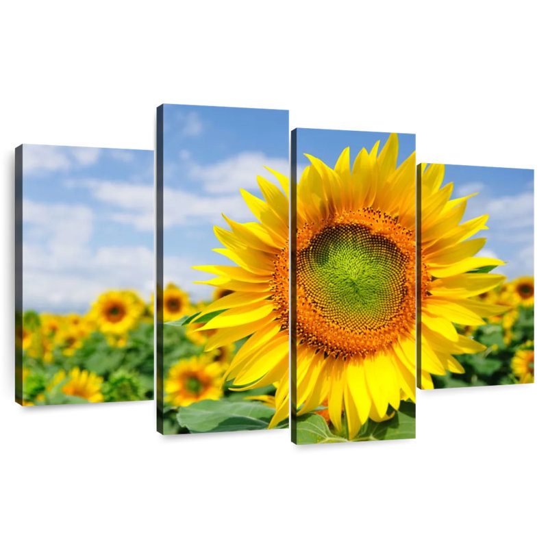 Champ de tournesols Harnek Akeno, H 27 po x l 43 po