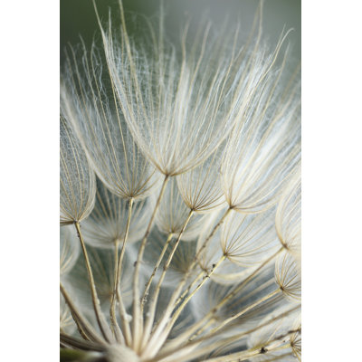 Macro pissenlit II
