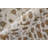 Jordon Animal Print Indoor Rug-1162358921