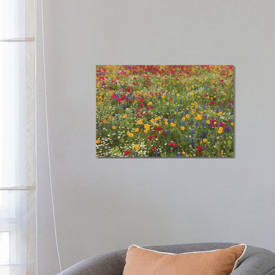 Drummond's Phlox, Bluebonnet Near Westhoff 1 Piece Wrapped Canvas Wall Art