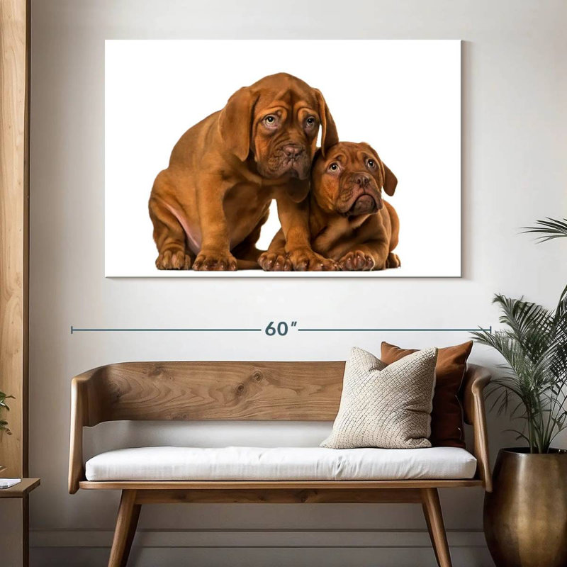 Chiots mastiff français, H 34 po x l 51 po