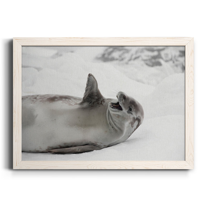 Laughing Seal - photographie encadrée sur toile, H 20 po x l 17 po x P 1,5 po, Blanc