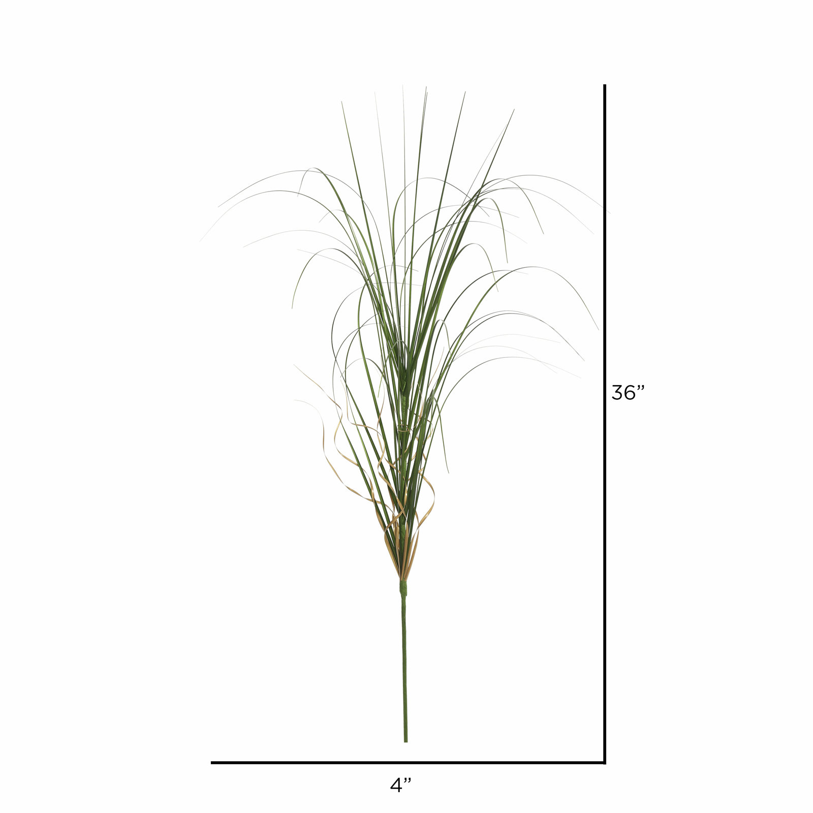 Wegman 36" Agave Grass
