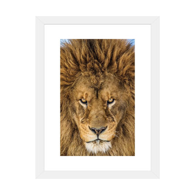 Serious Lion par Mike Centioli - reproduction de photo
