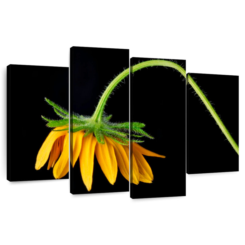 Tournesol Harnek