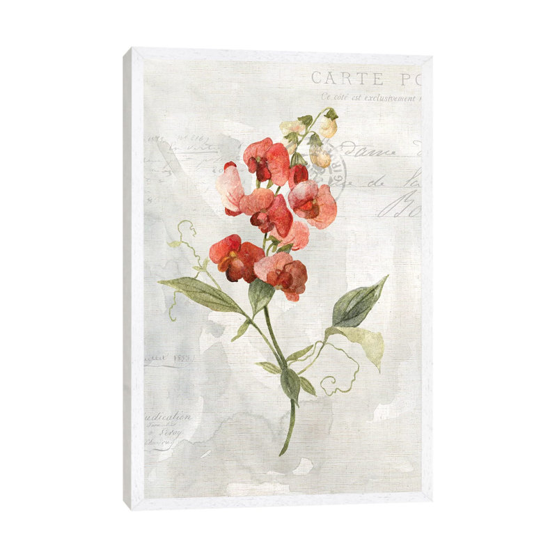 Linen Sweet Pea by Carol Robinson - Print on Canvas, White Framed, 101.6 cm H x 66.04 cm W