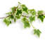 160cm Plant