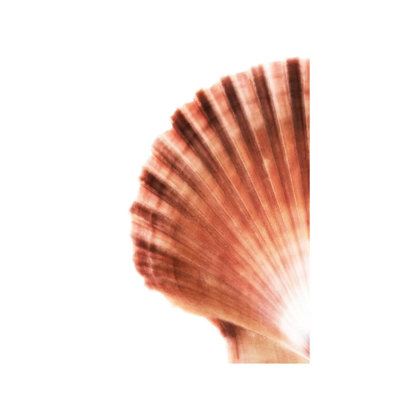 Scallop Seashell by Philippe Hugonnard - Wrapped Canvas Gallery-Wrapped Canvas Giclée, 101.6 cm H x 66.04 cm W x 1.91 cm D