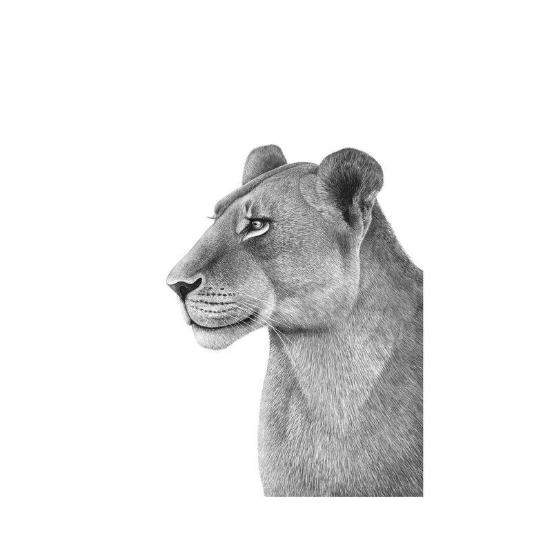 Lioness 1 Piece Wrapped Canvas Painting, 30.48cm H x 20.32cm W x 1.905cm D