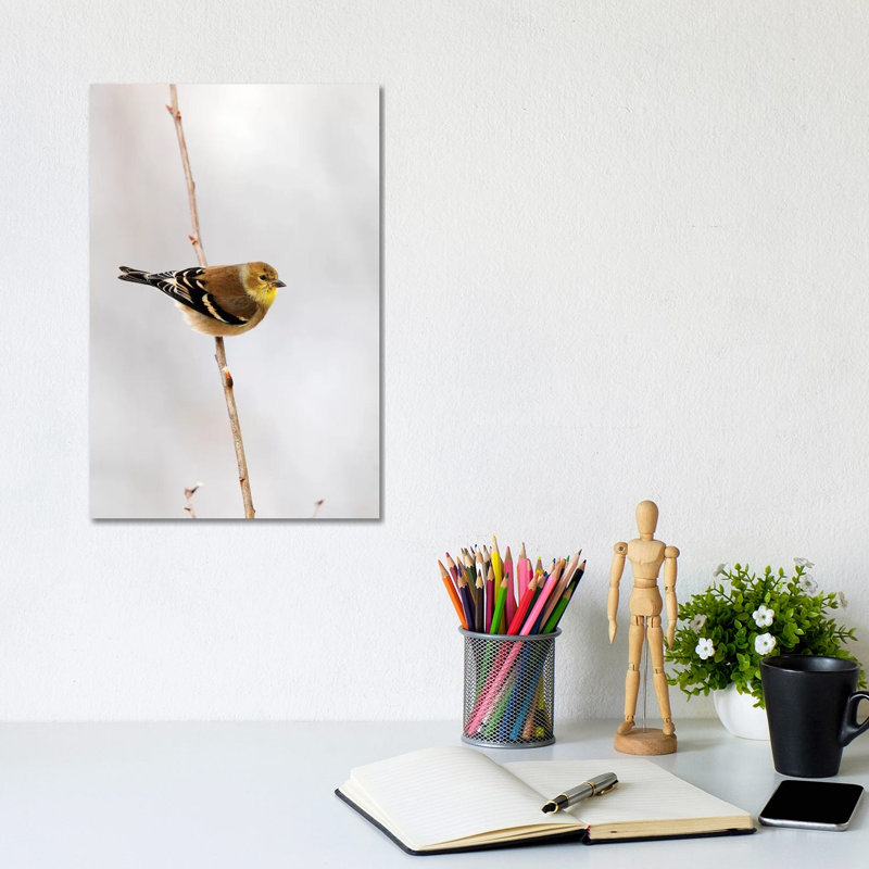 American Goldfinch Canada by Scott Leslie - Wrapped Canvas Print, 20.32 cm H x 30.48 cm W