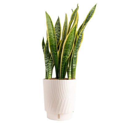 Costa Farms Sansevieria Laurentii Snake Plant