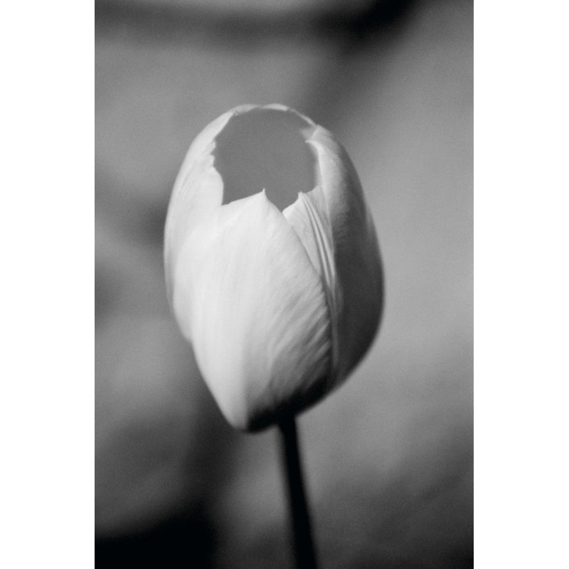 Floral Portrait I by Jeff Pica - Wrapped Canvas Print, 46cm H x 30cm W