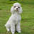 Poodle Sitting Statue-858608697