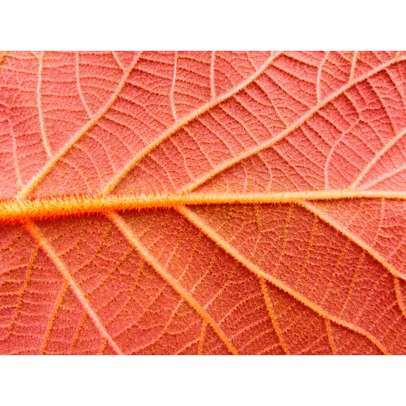 Gros plan sur feuille rouge, naturel, H 24 po x l 36 po x P 1,5 po