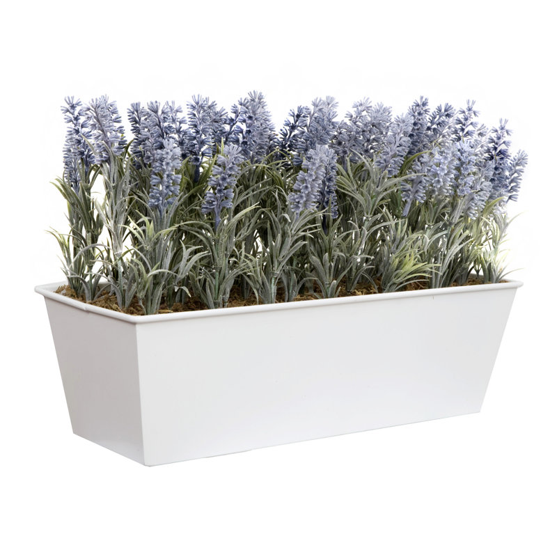 Lavender in Rustic Tin Planter (Window Box), 47.2cm H x 32.4cm W x 17cm D, White