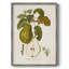 Vintage Pears IV, reproduction encadrée - bois massif-1227094469